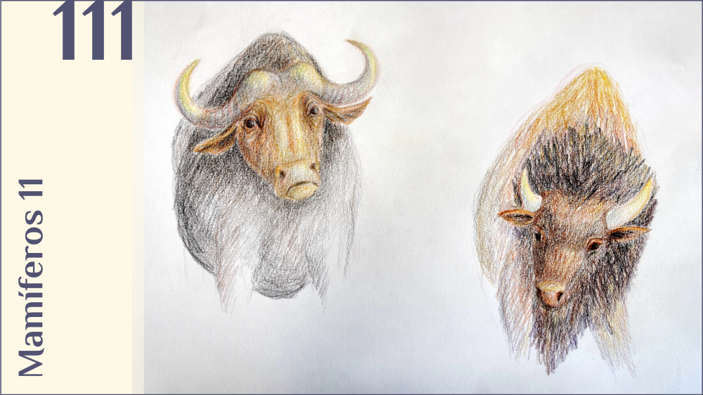 Búfalo vs bisonte